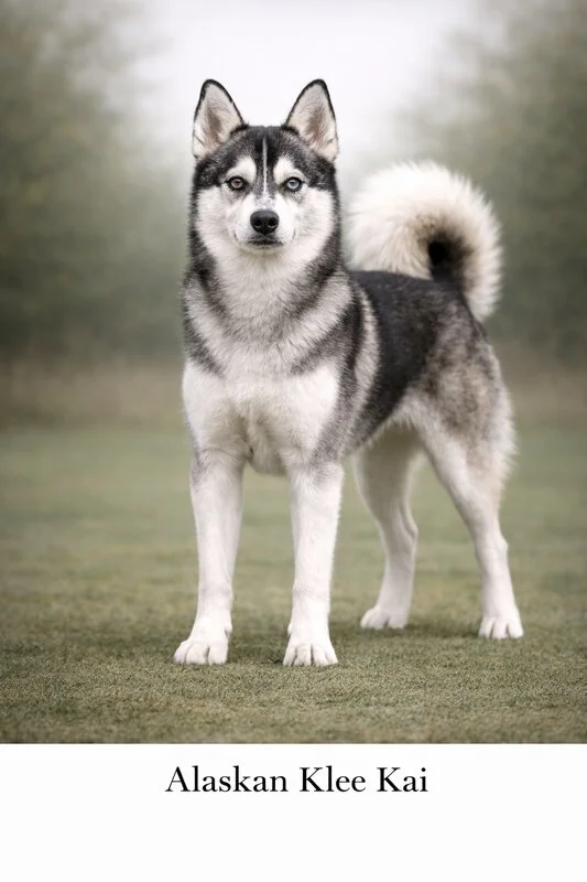 Alaskan Klee Kai puppy - Alaskan Klee Kai dog breed training guide