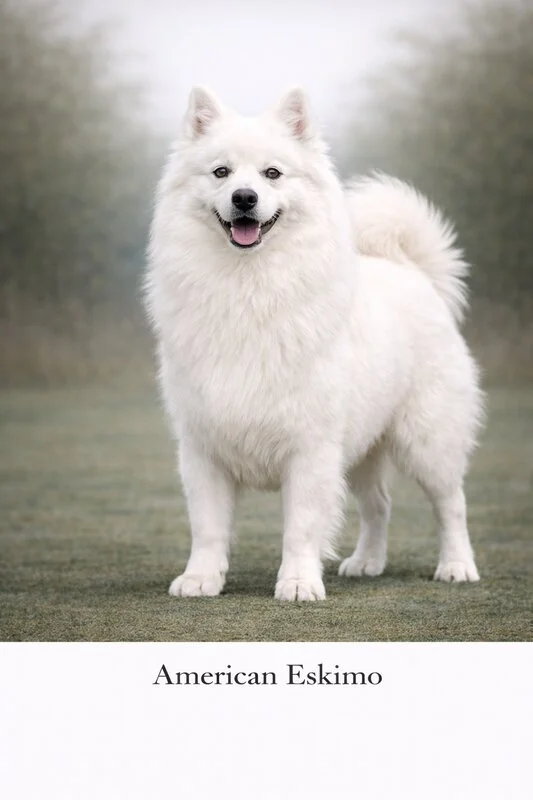 American Eskimo puppy - American Eskimo dog breed training guide