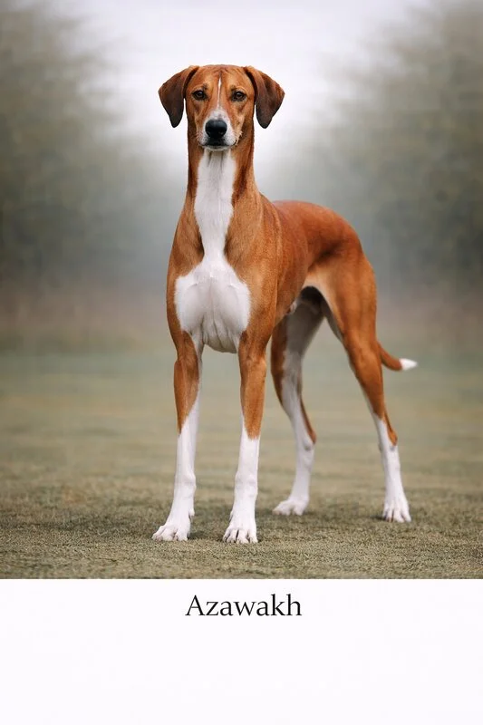 Azawakh Puppy puppy - Azawakh Puppy dog breed training guide