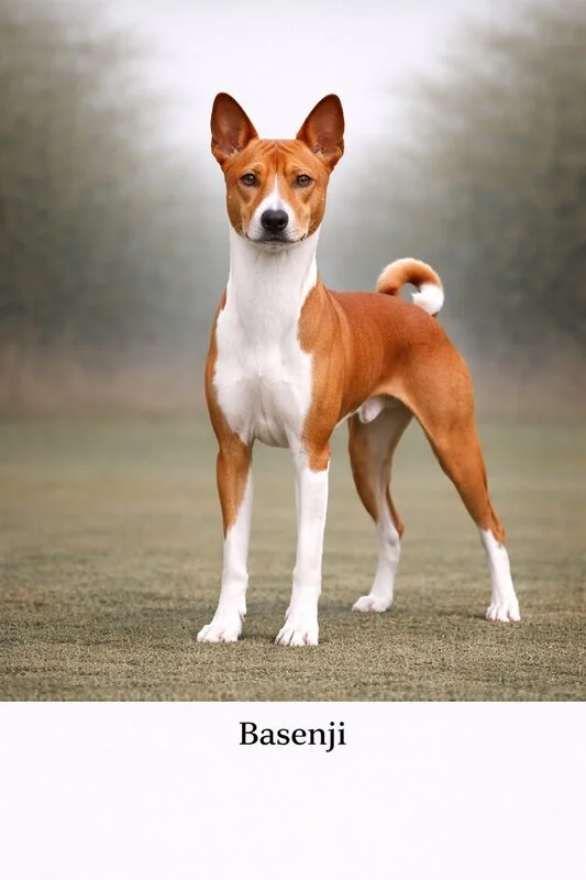 Basenji puppy - Basenji dog breed training guide