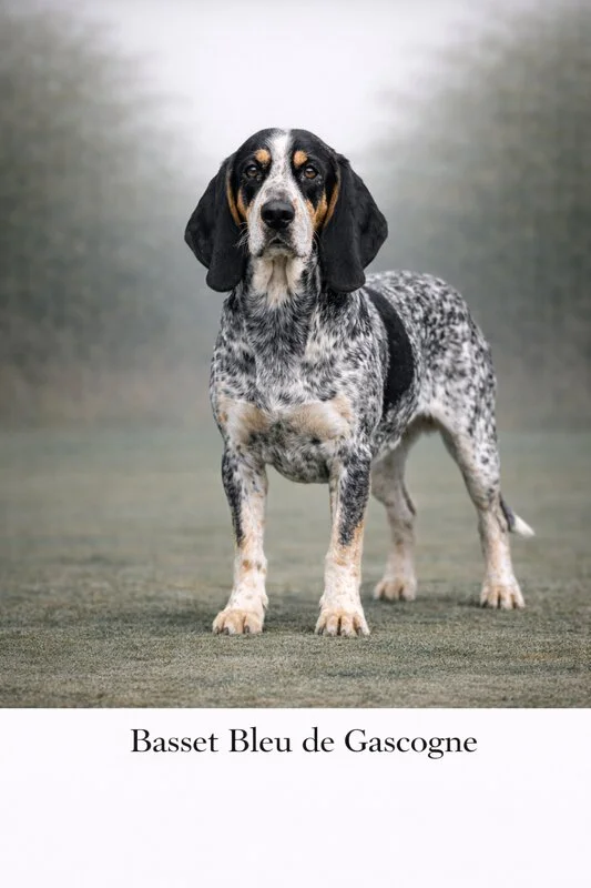 Basset Bleu de Gascogne Puppy puppy - Basset Bleu de Gascogne Puppy dog breed training guide