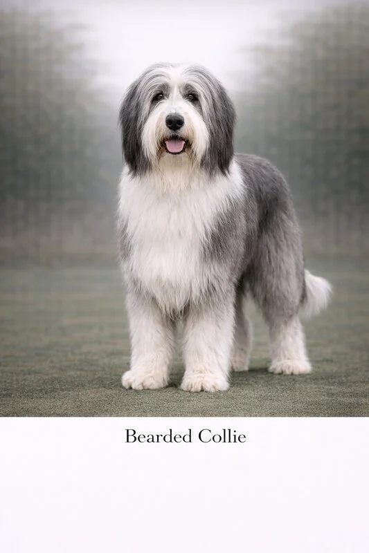 Bearded Collie puppy - Bearded Collie dog breed training guide