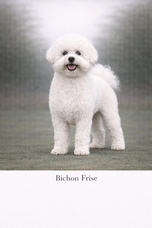 Bichon Frise puppy - Bichon Frise dog breed training guide