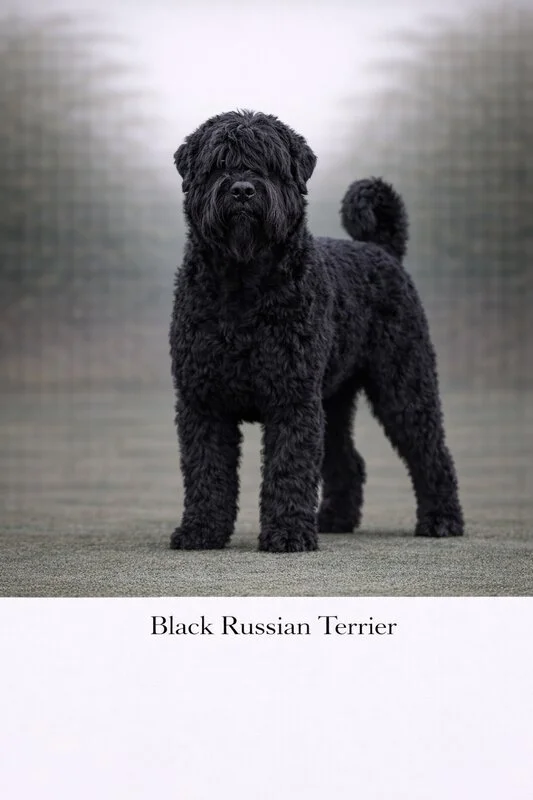 Black Russian Terrier puppy - Black Russian Terrier dog breed training guide