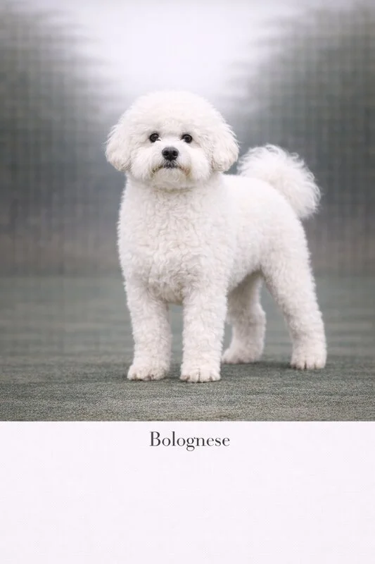 Bolognese puppy - Bolognese dog breed training guide