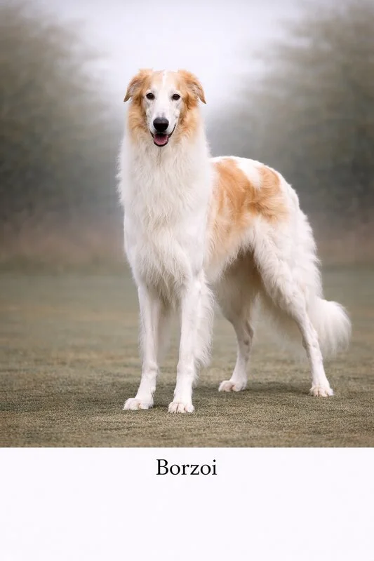 Borzoi Puppy puppy - Borzoi Puppy dog breed training guide