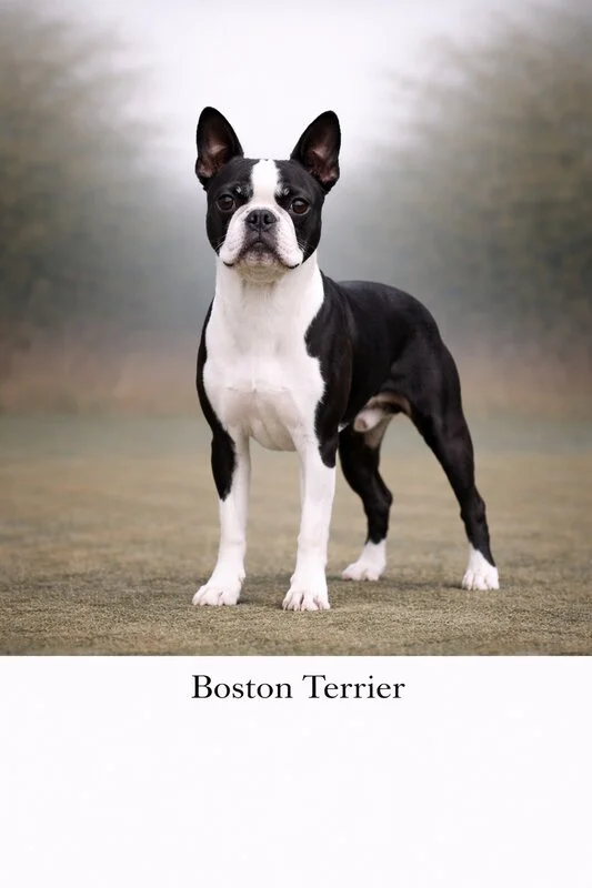 Boston Terrier puppy - Boston Terrier dog breed training guide