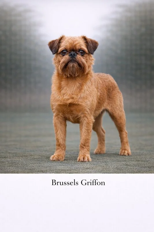 Brussels Griffon Puppy puppy - Brussels Griffon Puppy dog breed training guide