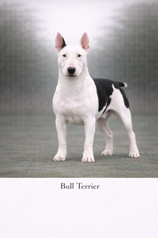 Bull Terrier puppy - Bull Terrier dog breed training guide