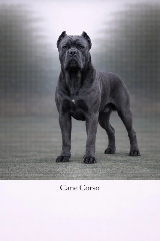 Cane Corso Puppy puppy - Cane Corso Puppy dog breed training guide