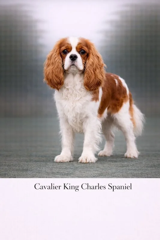 Cavalier King Charles Spaniel puppy - Cavalier King Charles Spaniel dog breed training guide