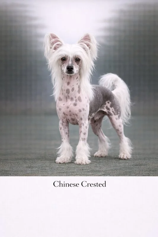 Chinese Crested puppy - Chinese Crested dog breed training guide
