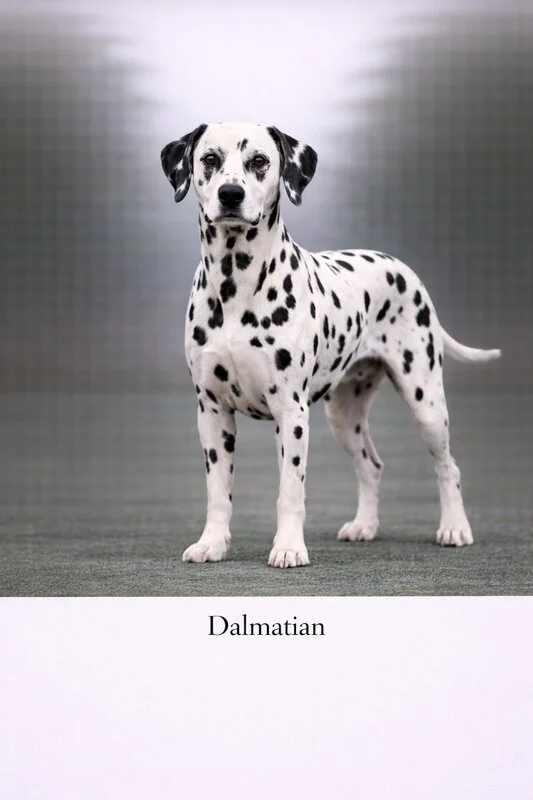 Dalmatian puppy - Dalmatian dog breed training guide