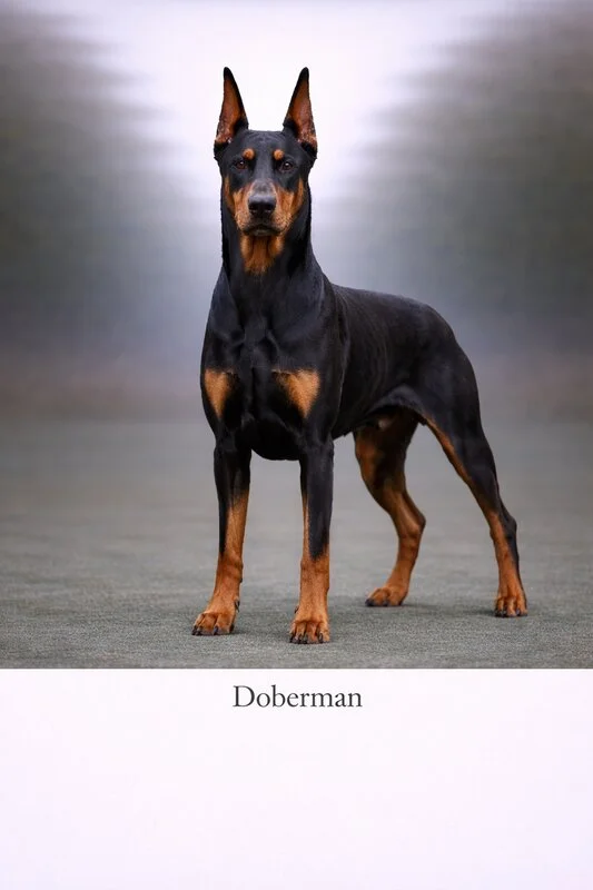 Doberman puppy - Doberman dog breed training guide