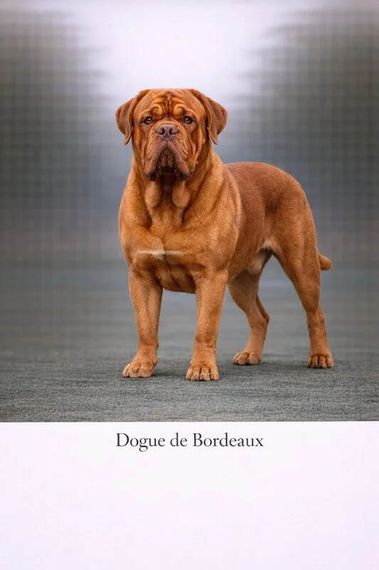 Dogue De Bordeaux puppy - Dogue De Bordeaux dog breed training guide