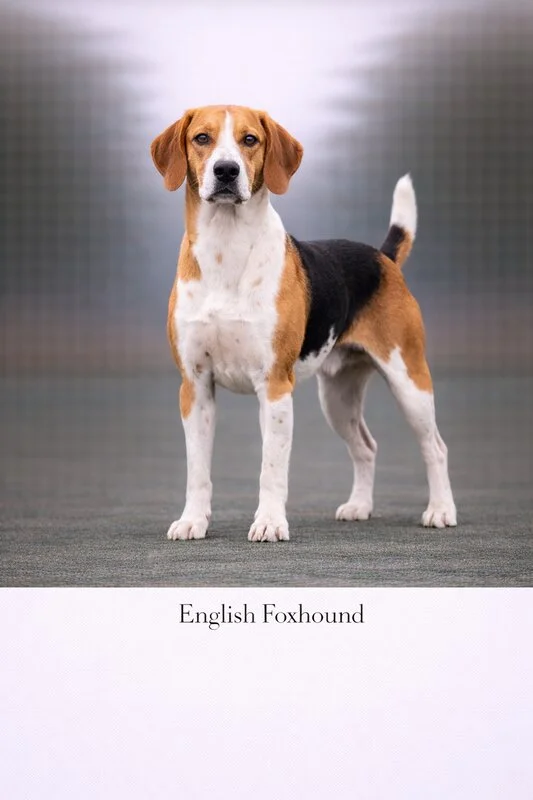 English Foxhound puppy - English Foxhound dog breed training guide