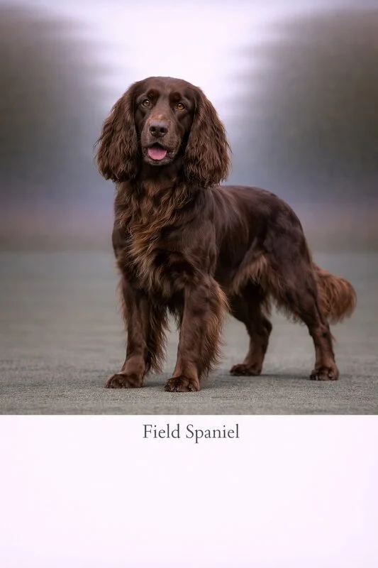 Field Spaniel puppy - Field Spaniel dog breed training guide