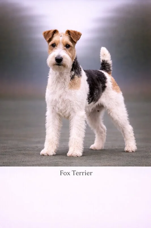 Fox Terrier puppy - Fox Terrier dog breed training guide