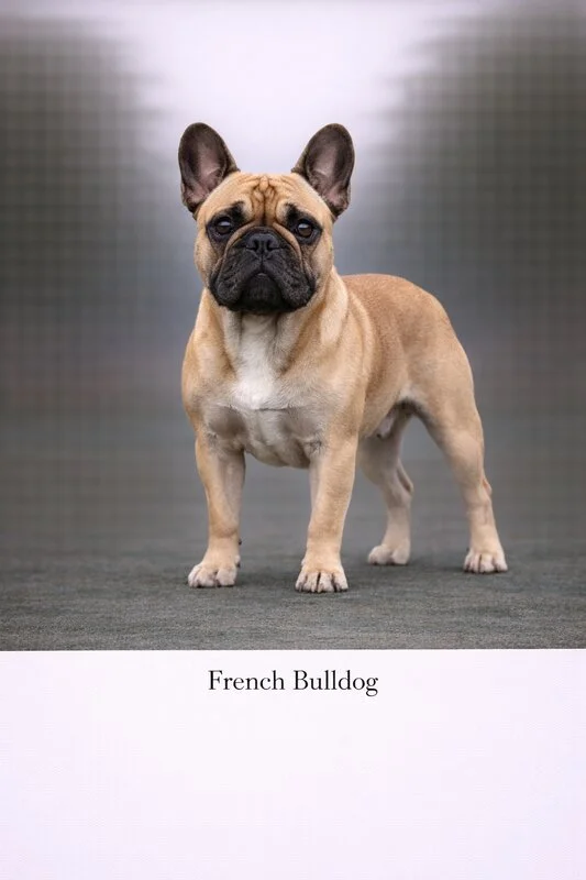 French Bulldog puppy - French Bulldog dog breed training guide