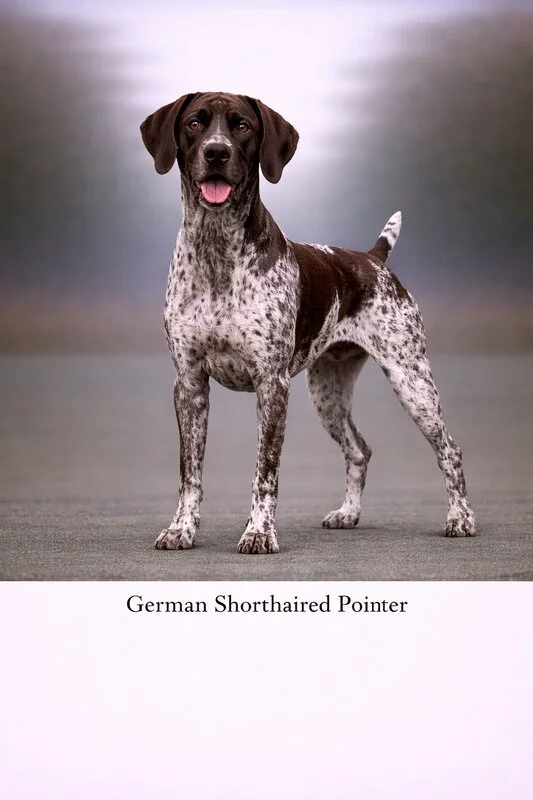 German Shorthaired Pointer puppy - German Shorthaired Pointer dog breed training guide