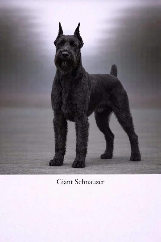 Giant Schnauzer puppy - Giant Schnauzer dog breed training guide