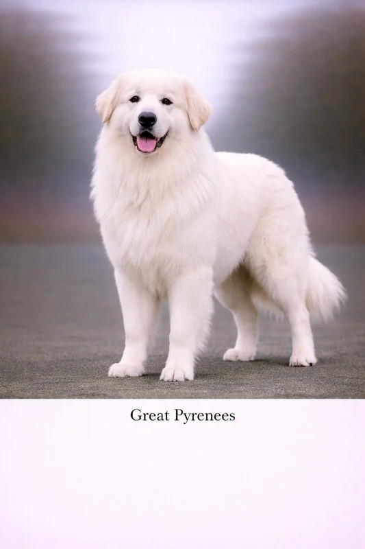 Great Pyrenees puppy - Great Pyrenees dog breed training guide