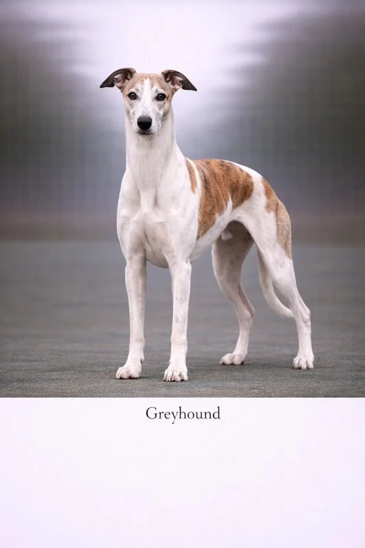 Greyhound puppy - Greyhound dog breed training guide