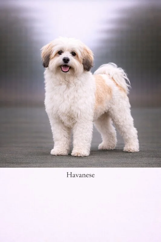 Havanese puppy - Havanese dog breed training guide