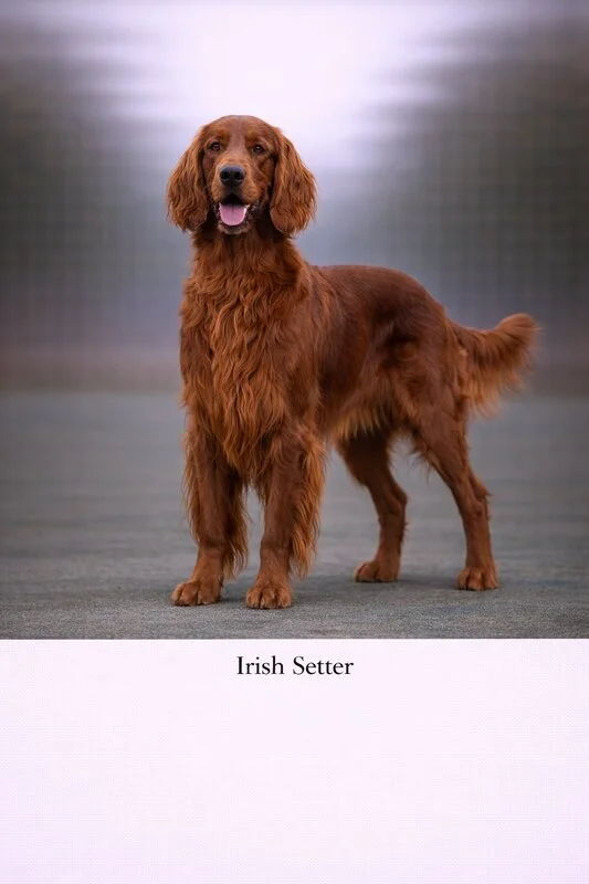 Irish Setter puppy - Irish Setter dog breed training guide