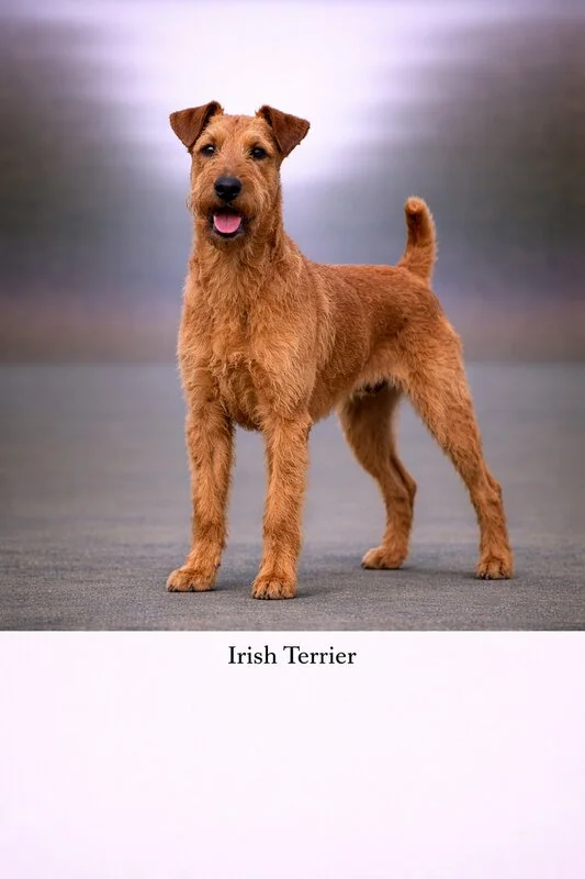 Irish Terrier puppy - Irish Terrier dog breed training guide