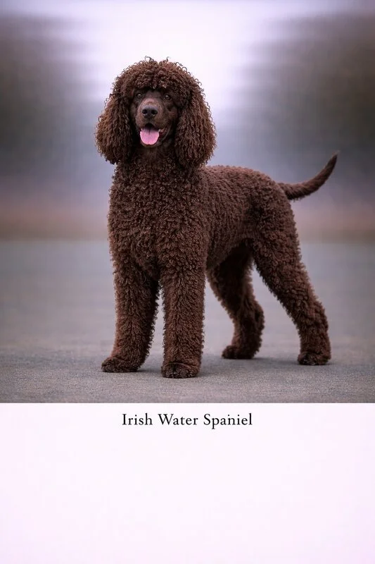 Irish Water Spaniel puppy - Irish Water Spaniel dog breed training guide