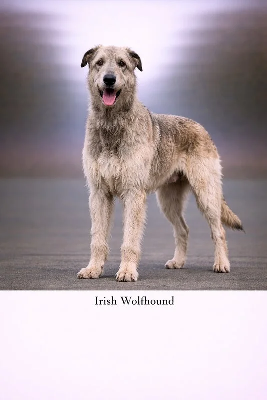 Irish Wolfhound puppy - Irish Wolfhound dog breed training guide