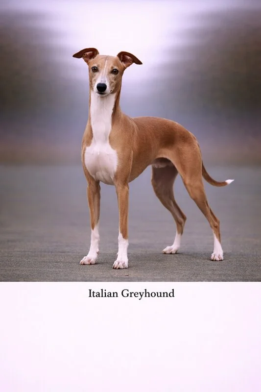 Italian Greyhound puppy - Italian Greyhound dog breed training guide
