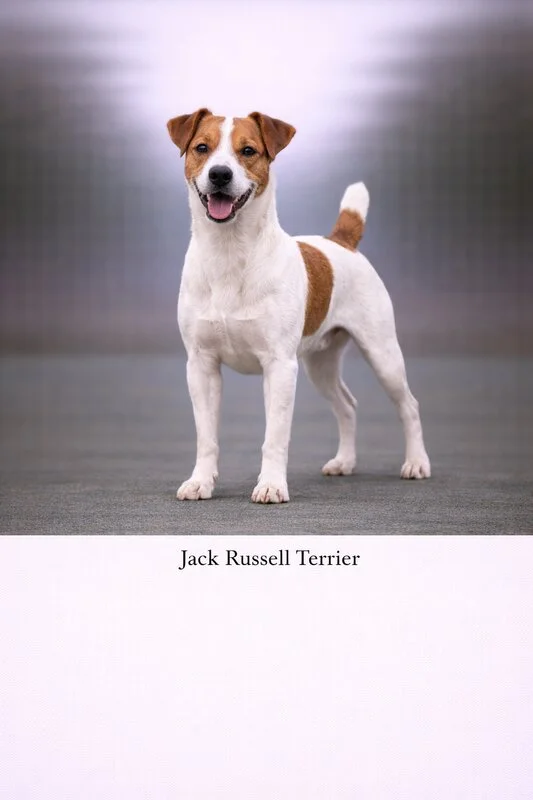 Jack Russell Terrier puppy - Jack Russell Terrier dog breed training guide