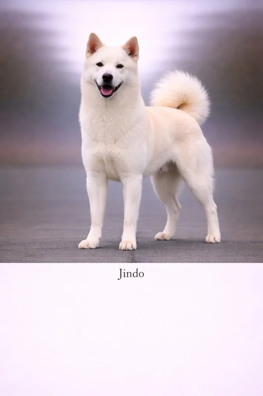 Jindo puppy - Jindo dog breed training guide