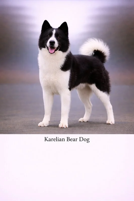 Karelian Bear Dog puppy - Karelian Bear Dog dog breed training guide