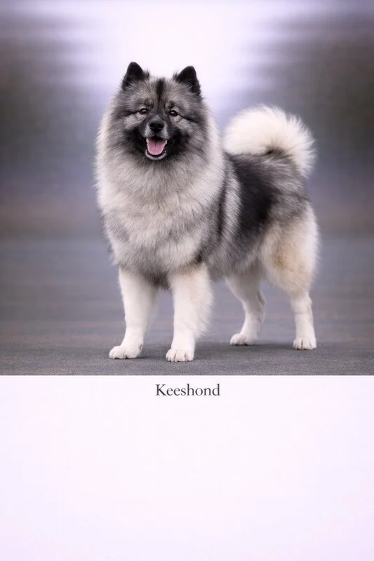 Keeshond puppy - Keeshond dog breed training guide