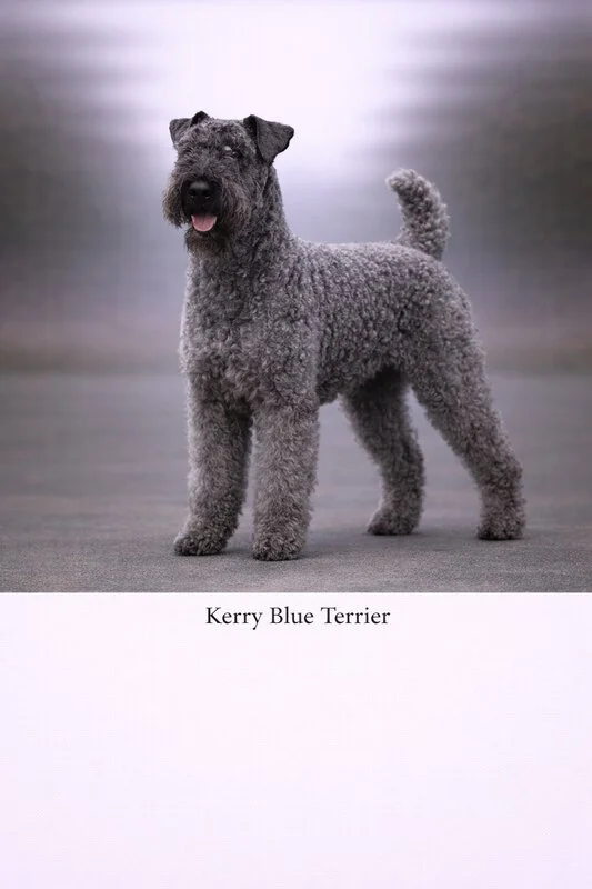 Kerry Blue Terrier puppy - Kerry Blue Terrier dog breed training guide