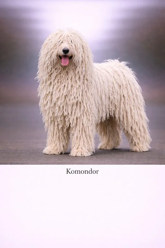 Komondor puppy - Komondor dog breed training guide