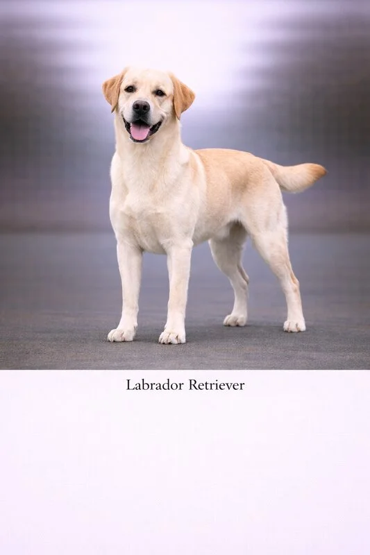 Labrador Retriever puppy - Labrador Retriever dog breed training guide