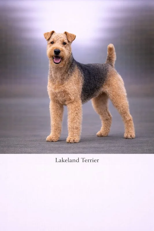 Lakeland Terrier puppy - Lakeland Terrier dog breed training guide