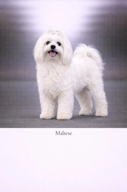 Maltese puppy - Maltese dog breed training guide