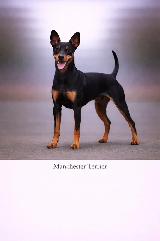 Manchester Terrier puppy - Manchester Terrier dog breed training guide
