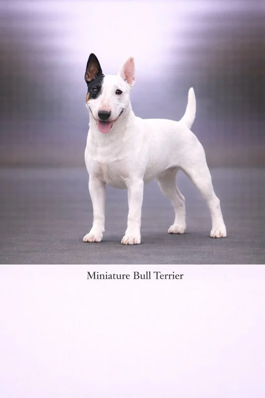 Miniature Bull Terrier puppy - Miniature Bull Terrier dog breed training guide