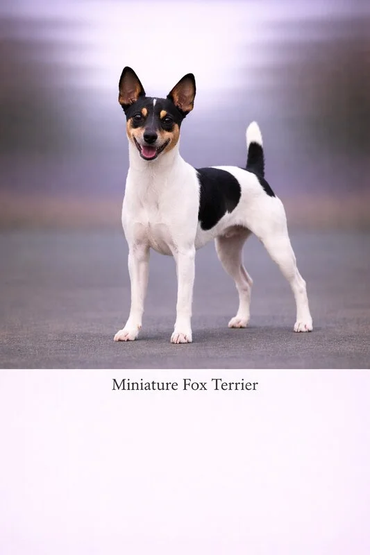 Miniature Fox Terrier puppy - Miniature Fox Terrier dog breed training guide