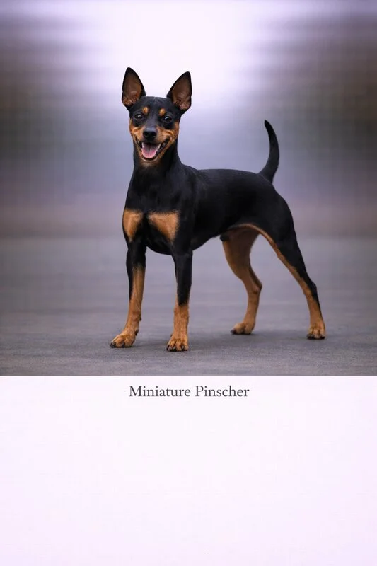 Miniature Pinscher puppy - Miniature Pinscher dog breed training guide