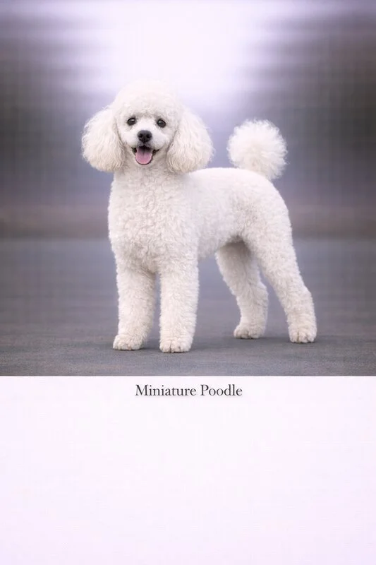 Miniature Poodle puppy - Miniature Poodle dog breed training guide