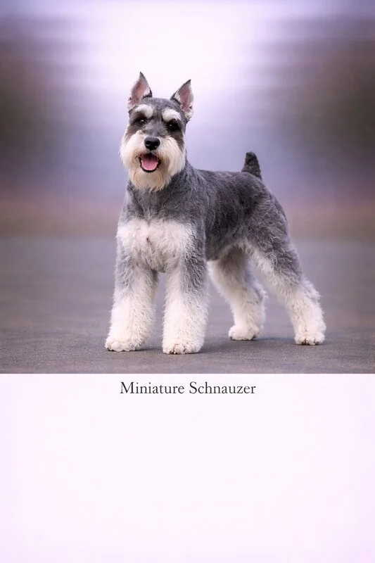 Miniature Schnauzer puppy - Miniature Schnauzer dog breed training guide