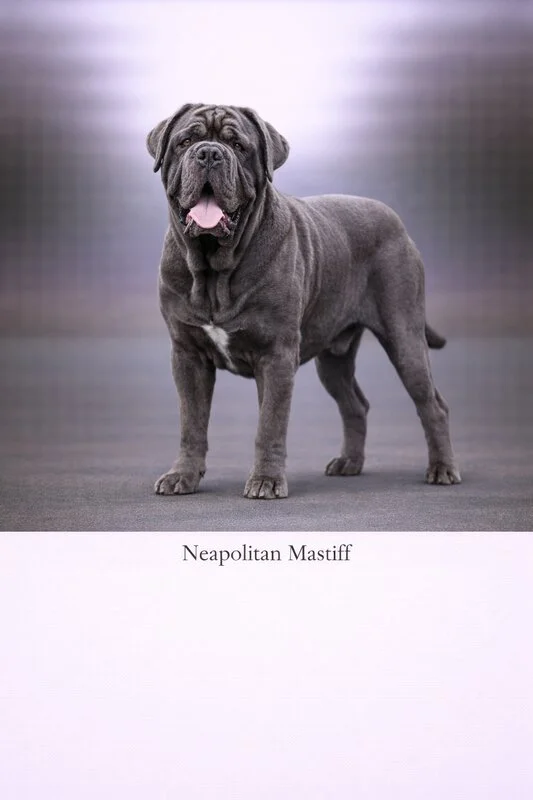 Neapolitan Mastiff puppy - Neapolitan Mastiff dog breed training guide