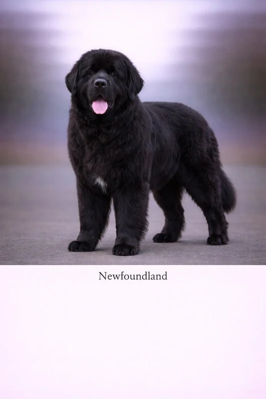 Newfoundland puppy - Newfoundland dog breed training guide